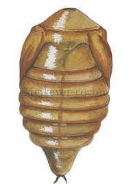 (insecten) melolontha melolontha, schildvleugelig insect dat in mei te voorschijn komt woordherkomst samenstelling van mei en kever verwante begrippen boomkever. Kevers Jasper De Ruiter