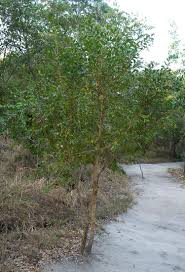 Image result for Brackenridgea