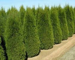 Evergreen trees are only found in the colder climates of gielinor like the white wolf mountain. Evergreen Tree Types Tree Services Nixa Lawn Service