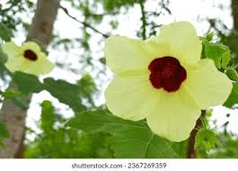 Image result for Hibiscus calyphyllus