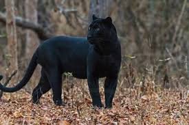 The black leopard or black panther ( panthera pardus ) is a large member of the big cat family, native to asia and africa. Asiatic Black Leopard Animals Wiki Fandom