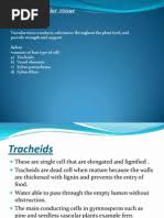 Image result for Englerina oedostemon