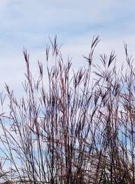 Image result for Andropogon