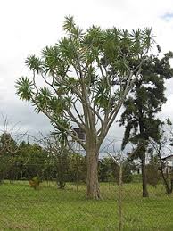 Image result for Dracaena laxissima