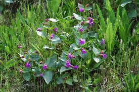 Four o'clock flowers bloom in the evening, usually between 4 and 6 o'clock, once the temperatures have cooled for the day. Macfarlane S Four O Clock
