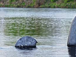 We did not find results for: Suche Nach Nessie Google Kameras Erkundeten Loch Ness Welt Vol At