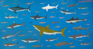 75 interpretive fish size comparison chart