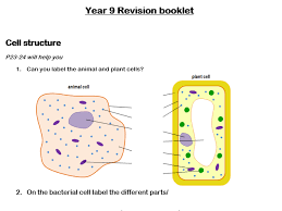 Maybe you would like to learn more about one of these? Cells And Organisation Revision Booklet Teaching Resources