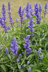 Image result for Salvia farinacea