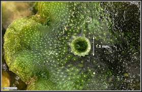 The gametophyte of marchantia is a dichotomously branched, prostrate, dorsiventral thallus (fig. Bryophyte Photos