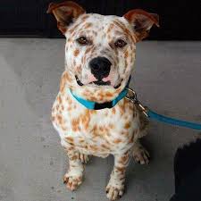 Black And White Spotted Shepherd Dog 28 Doggos With Beautiful And Unique Markings That Will Mesmerize You Australian Cattle Dog Mix Cattle Dogs Mix Animals