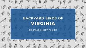 Be sure to include the location of the sighting when submitting. Popular Backyard Birds Of Virginia With Pictures Birdwatching Tips