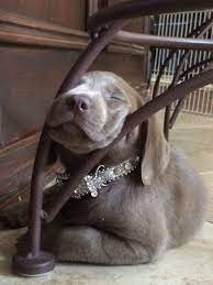 23 tumblr hundebabys hunde tiere hund
