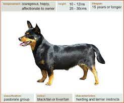 Lancashire Heeler Description Lancashire Heeler Community