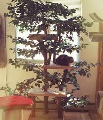 First you will need a cat, an ikea bekväm stepladder, some cheap fabric (i went with an ikea gurli throw), upholstery foam, rope and tools (hot glue gun, scissors, measuring tape, drill, stapler). Ready To Assemble Real Wood Cat Tree Kits