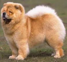 Caine Chow Chow Chow Chow Dogs Dog Breeds Chow Dog Breed