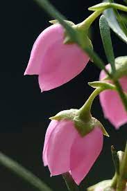 Boronia Heterophylla Pretty Flowers Amazing Flowers Beautiful Flowers