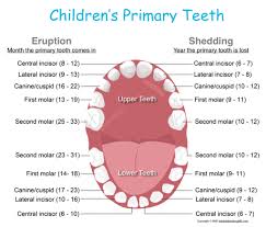 Stages Of Teething And Helpful Hints Kids Dental Online