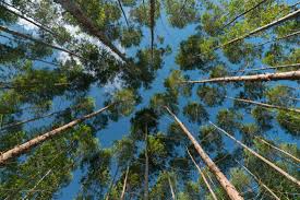 Había que ir seleccionando con una herramienta de edición de fotos los límites y tratar de. Quien Es Timberland La Gigante Que Compro Hectareas De Bosques A Arauco