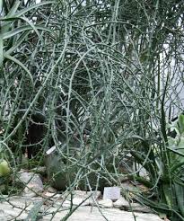 Image result for Adenia