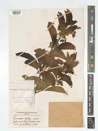 Image result for Turraea robusta