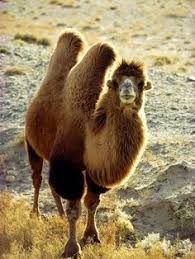 Both possibilities would help camel stay hydrated and healthy in the desert, though. Camel Whispering