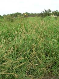 Image result for Cenchrus polystachios