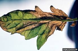 Image result for tomato seedling xanthomonas vesicatoria