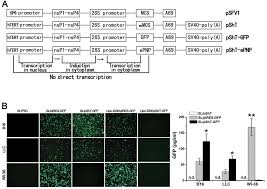 Free for commercial and personal use. Dual Specific Antitumor Effects Of Semliki Forest Virus Based Dna Vector Carrying Suicide Escherichia Coli Purine Nucleoside Phosphorylase Gene Via Salmonella
