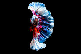 Betta splendens or the siamese fighting fish can reach a total length of around 6 centimeters. Siamese Fighting Fish Alchetron The Free Social Encyclopedia