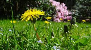 Wirksame mittel gegen löwenzahn kann man im baumarkt oder gartenfachhandel kaufen. Lowenzahn Mit Hausmitteln Entfernen Die Besten Tipps Utopia De