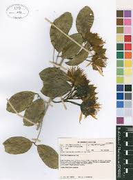 Image result for Ritchiea