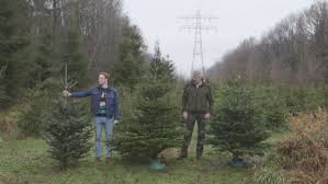 Radar Checkt Kerstboom Ikea Versus Kerstboom Van Kerstbomenboer Radar Het Consumentenprogramma Van Avrotros