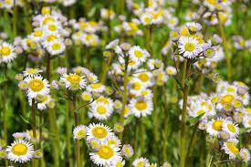 Image result for Pleiotaxis pulcherrima