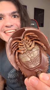 Horseshoe crabs are astronomically old! 🌌