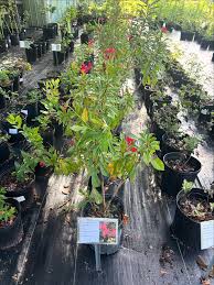 Image result for Jatropha seineri