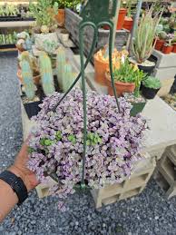 Image result for Orbea knobelii