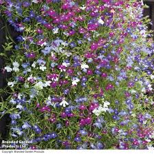 Image result for Lobelia thermalis