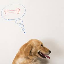 1 of 2 go to page. The Best Dog Training Treats