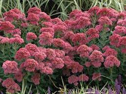 Plant your shrubs alongside plants for privacy from neighbors, for instance. 19 Zone 8 Deer Resistant Plants Perennials Ideas Perennials Deer Resistant Plants Plants