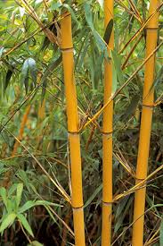 Normally needing repeat applications, this method can take a few years to fully control bamboo growth. Bamboo Control Rhs Gardening