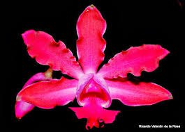 Image result for Malaxis schliebenii