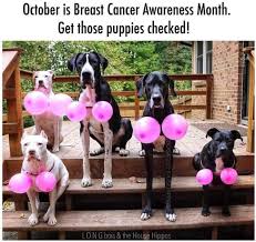 Male cats can get breast cancer, too as with humans, male cats can develop mammary cancer. Oshana Spca Yes Cats And Dogs Can Get Mammary Cancer Too Facebook