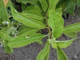 Tumbuhan saka ialah tumbuhan yang hidup lebih dari dua tahun. 60 Jenis Tanaman Obat Keluarga Herbal Alami Toga Mamikos Info