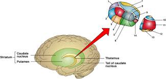Image result for Thalamic Stimulation