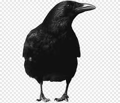 Gagak Gagak Hitam Gambar File Format Hewan Png Pngegg