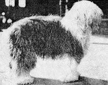 We did not find results for: Old English Sheepdog Wikipedia