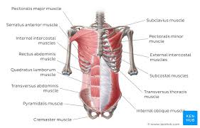 Most skeletal muscles are attached to two bones across a joint, so. Muscles Of The Trunk Anatomy Diagram Pictures Kenhub