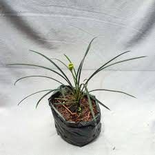 Image result for Limeum fenestratum