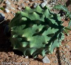 Image result for Acanthosicyos naudinianus